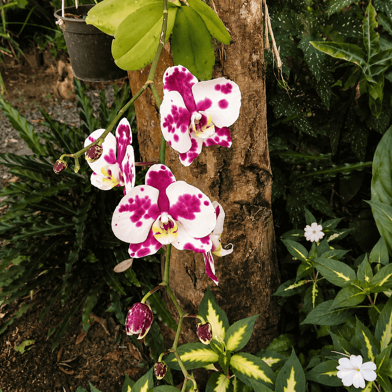Orquídeas floridas presas ao tronco no jardim