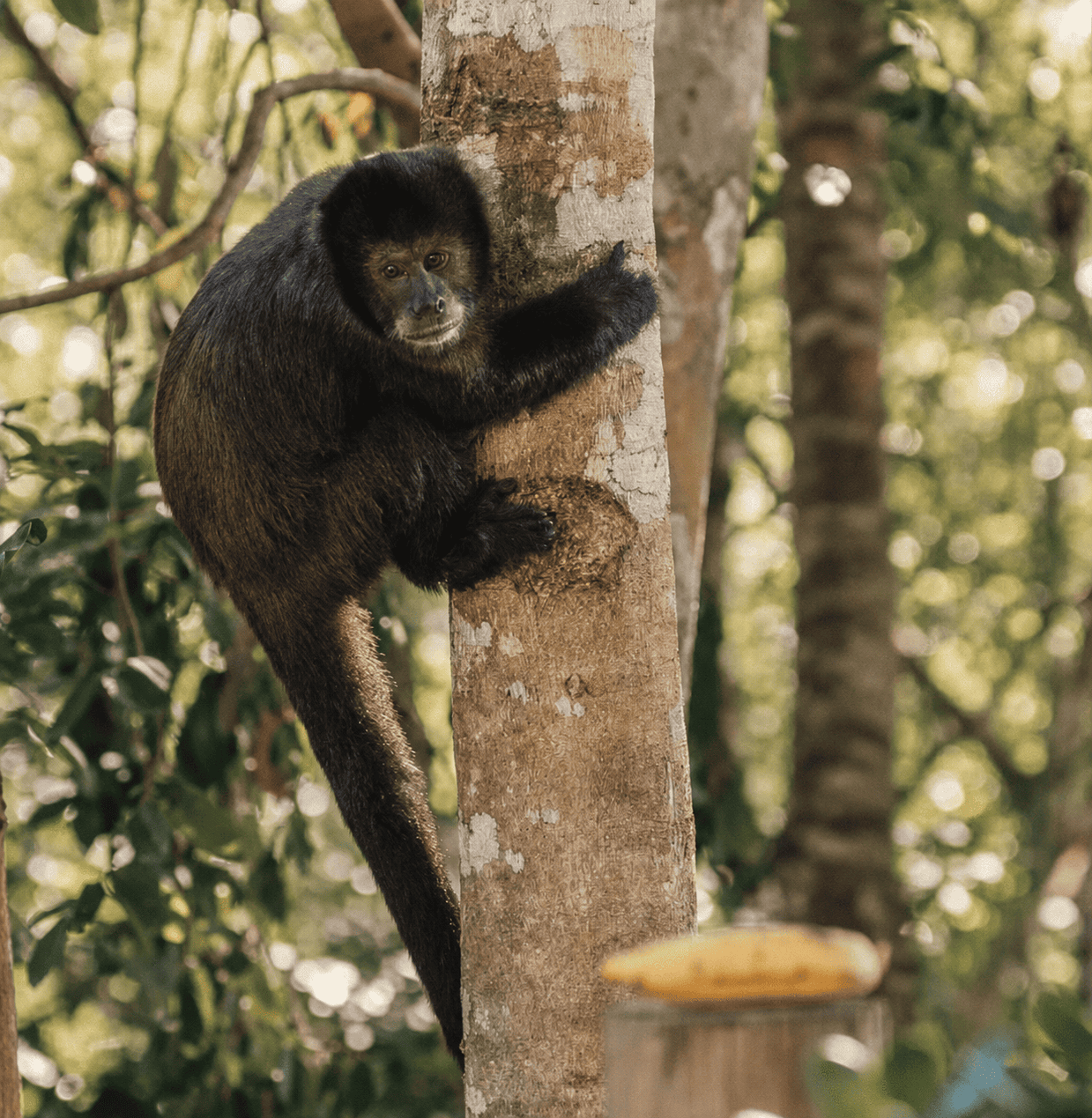 Macaco na mata nativa que encosta na casa.